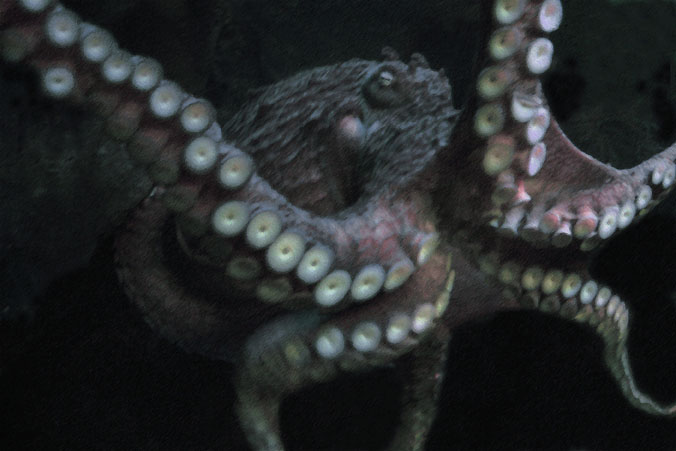 Giant Pacific Octopus at Aquarium of the Pacific, Long Beach, CA