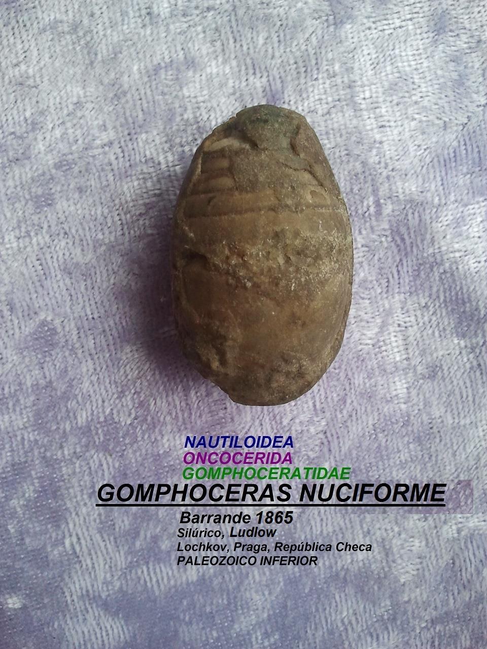 GOMPHOCERAS NUCLIFORME