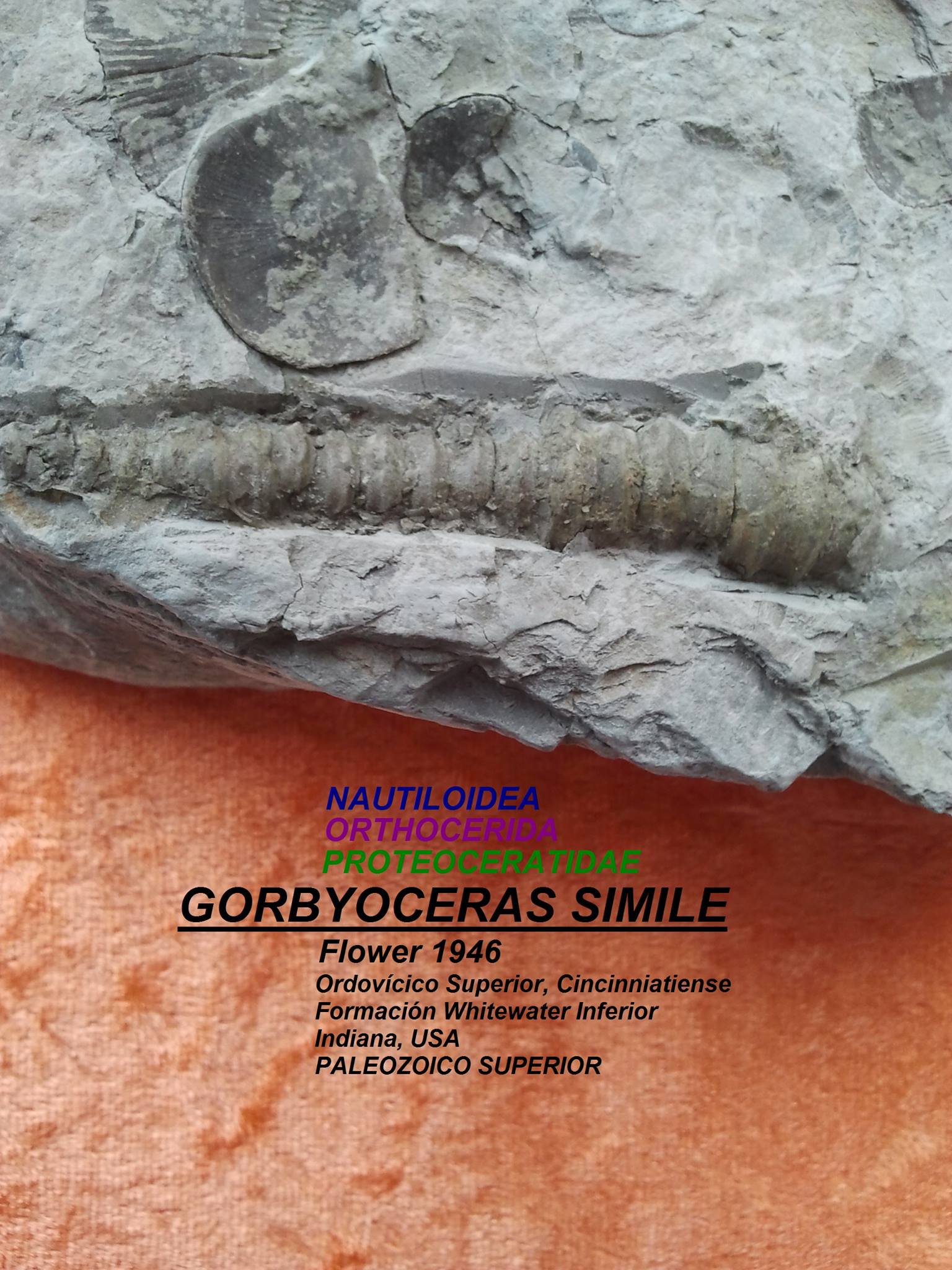 Fósil de cefalópodo amonoide Full?d=1457661157