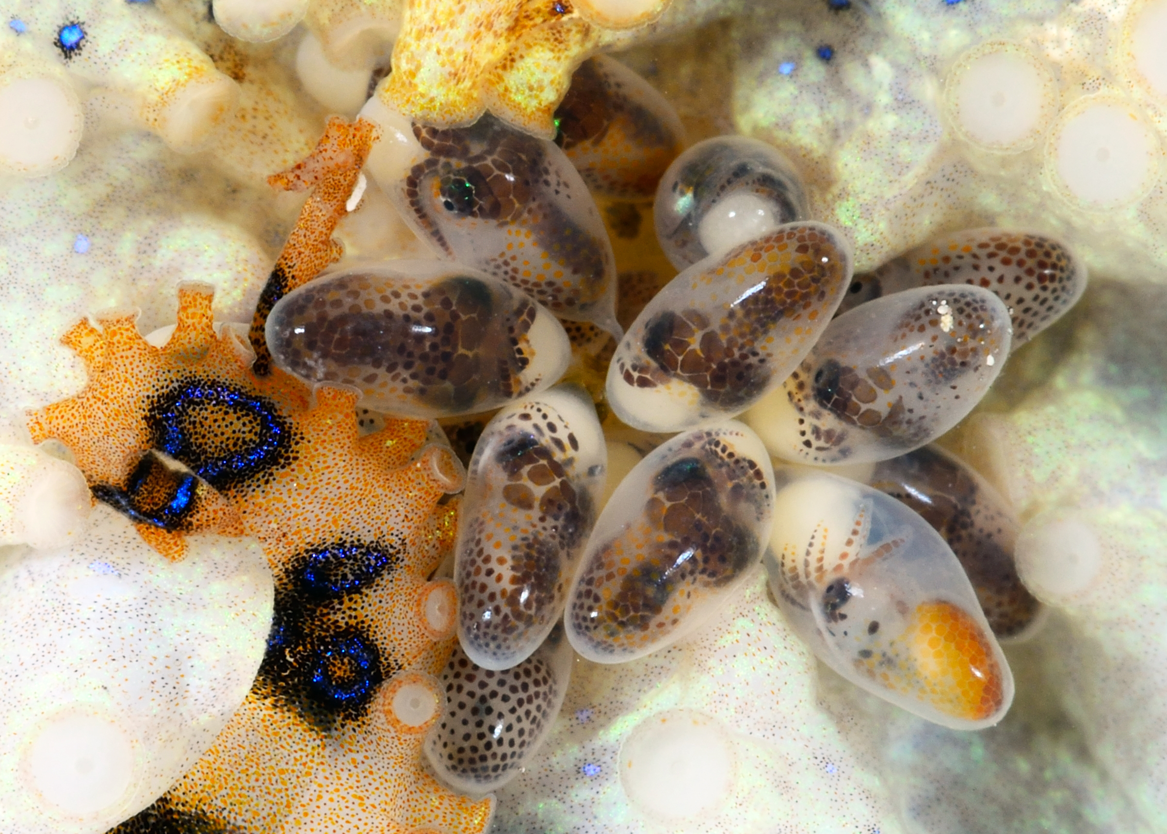 H lunulata eggs - dark chromatophores
