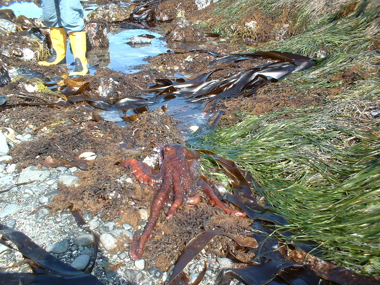 Haida Gwaii Giant Pacific Octopus