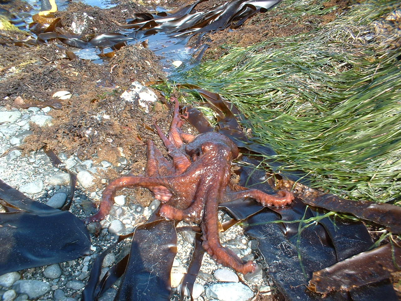 Haida Gwaii Giant Pacific Octopus