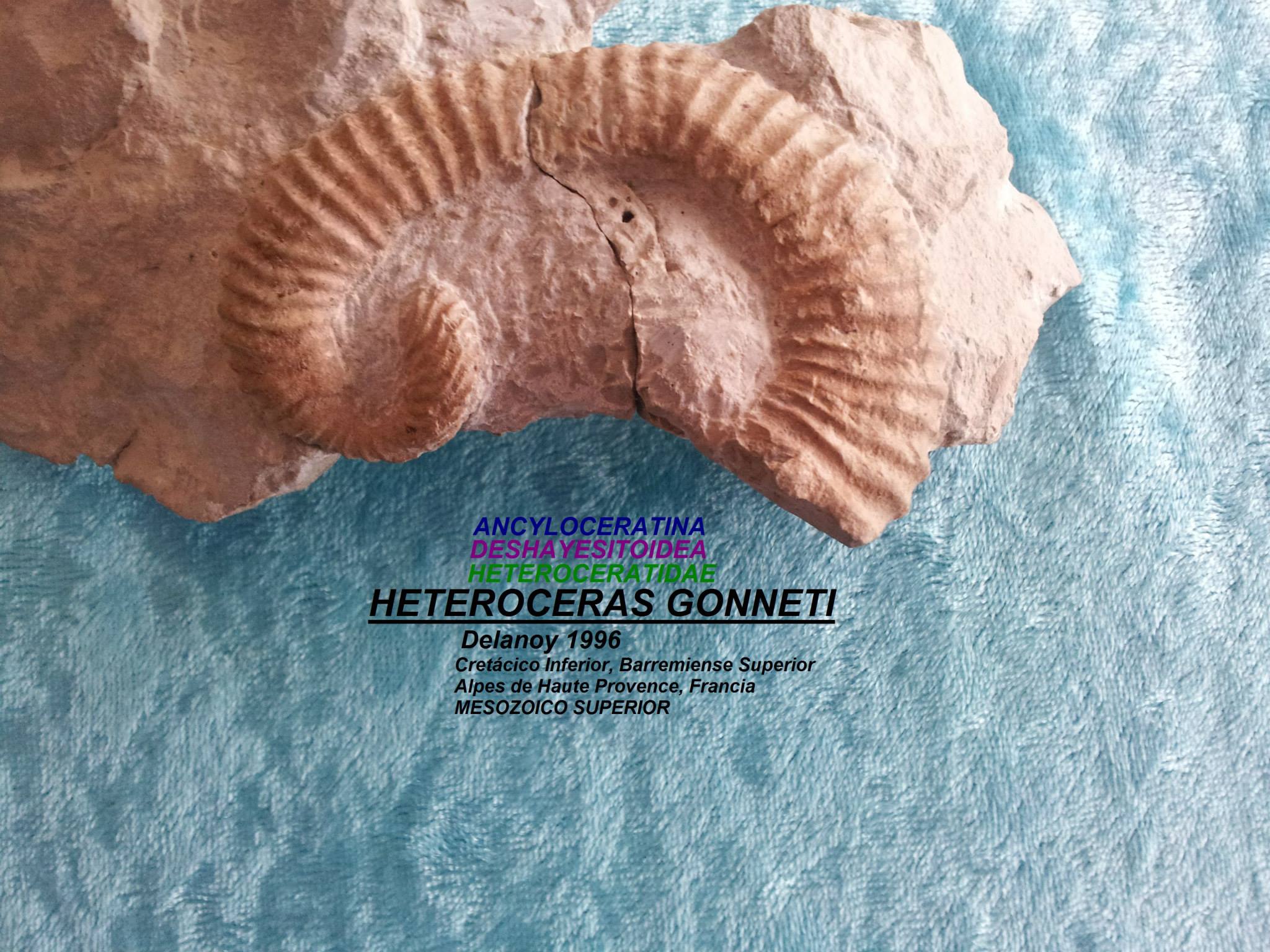 HETEROCERAS GONNETI