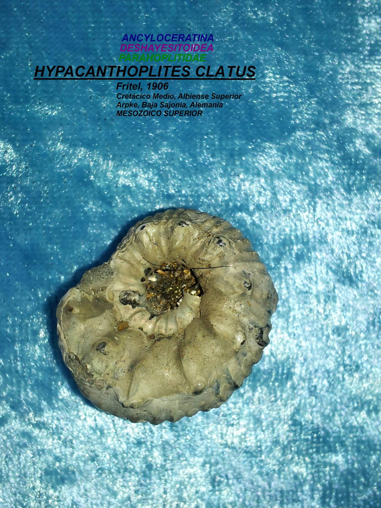 HYPACANTHOPLITES CLATUS