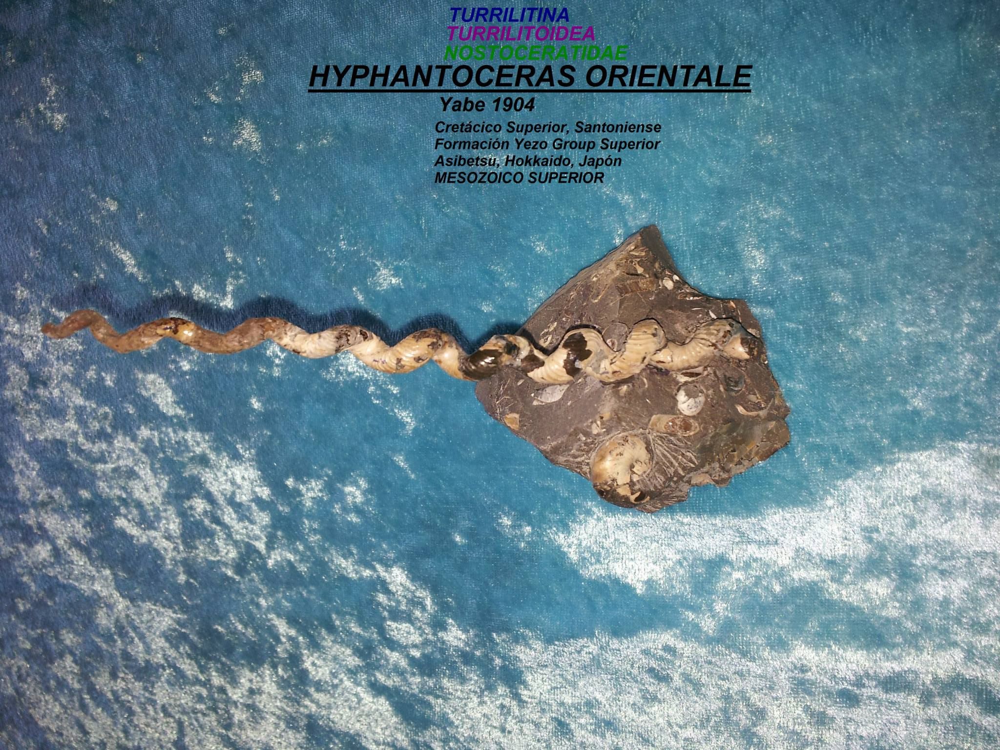 HYPHANTOCERAS ORIENTALE