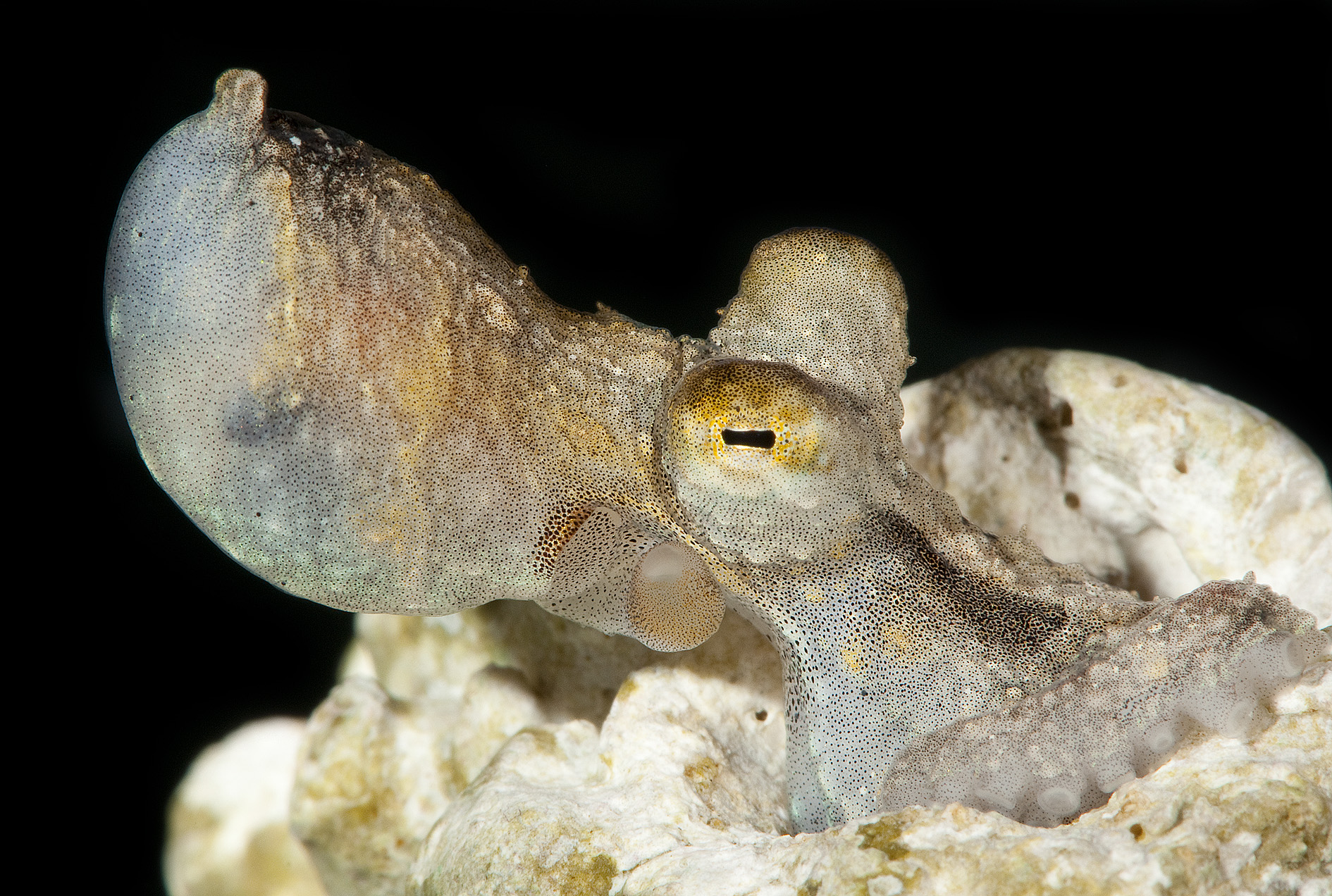 Juvenile Abdopus aculeatus