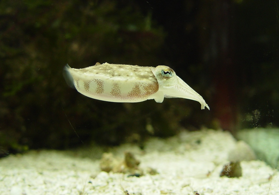 Juvenile cuttlefish hovering