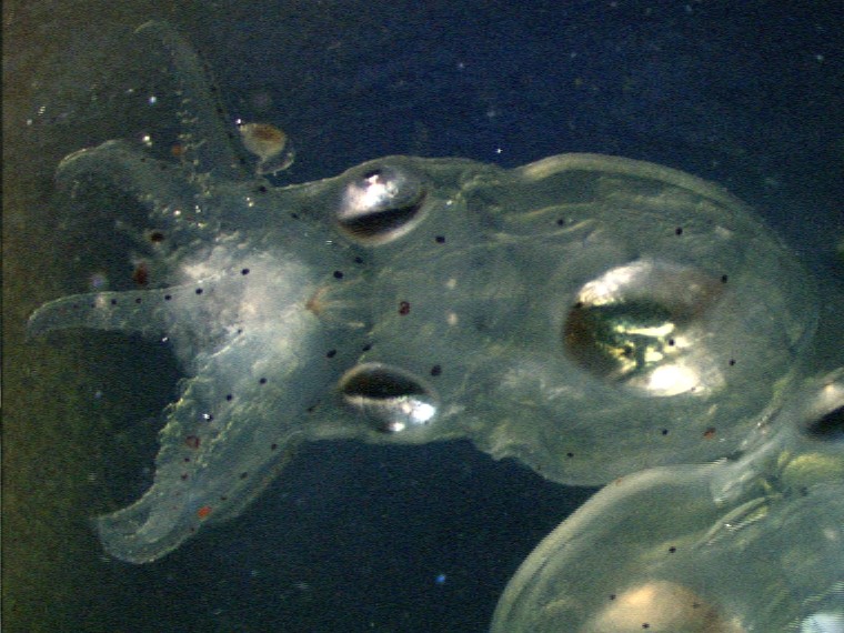 Larval octopus, by Dr. Steve O'Shea (3 of 5)