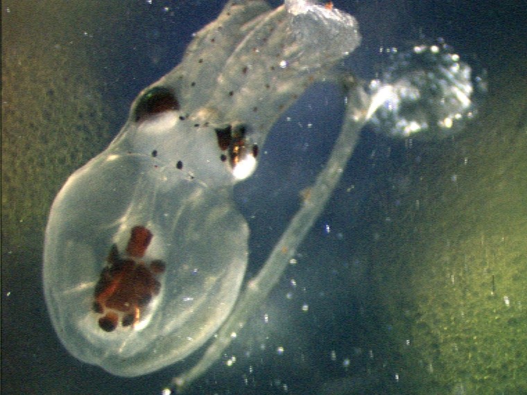 Larval octopus, by Dr. Steve O'Shea (4 of 5)