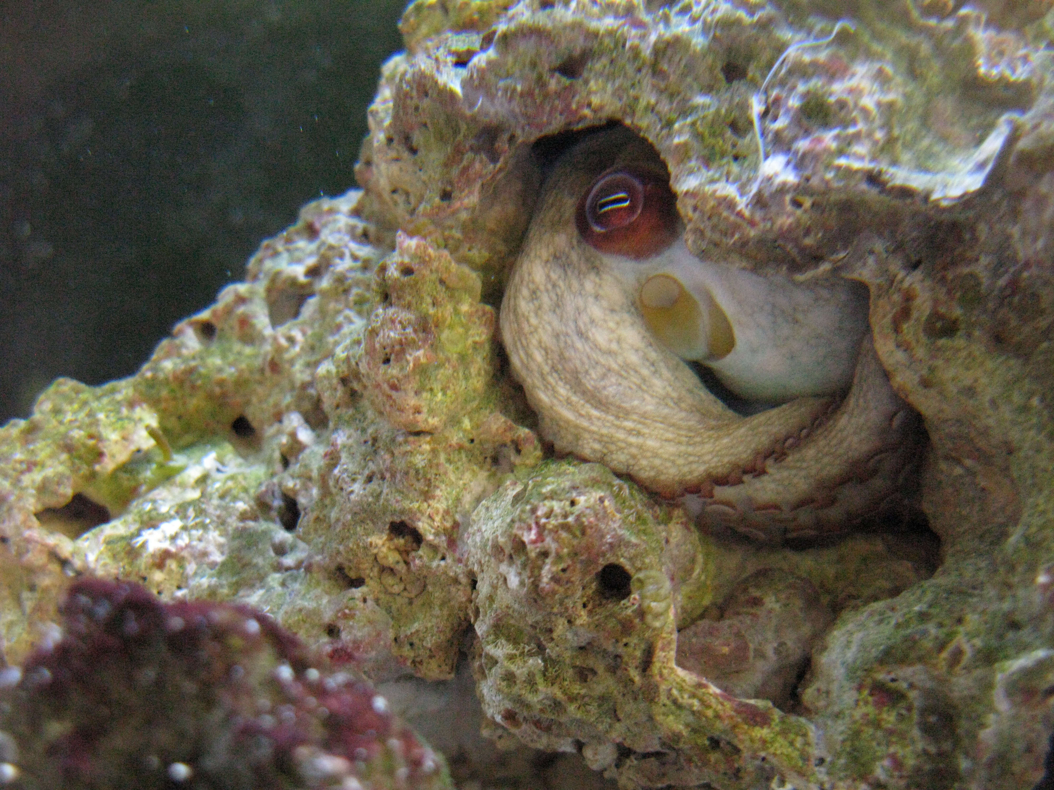 LittleBit 2011/04/21 - 2012/01/20 Octopus Vulgaris
