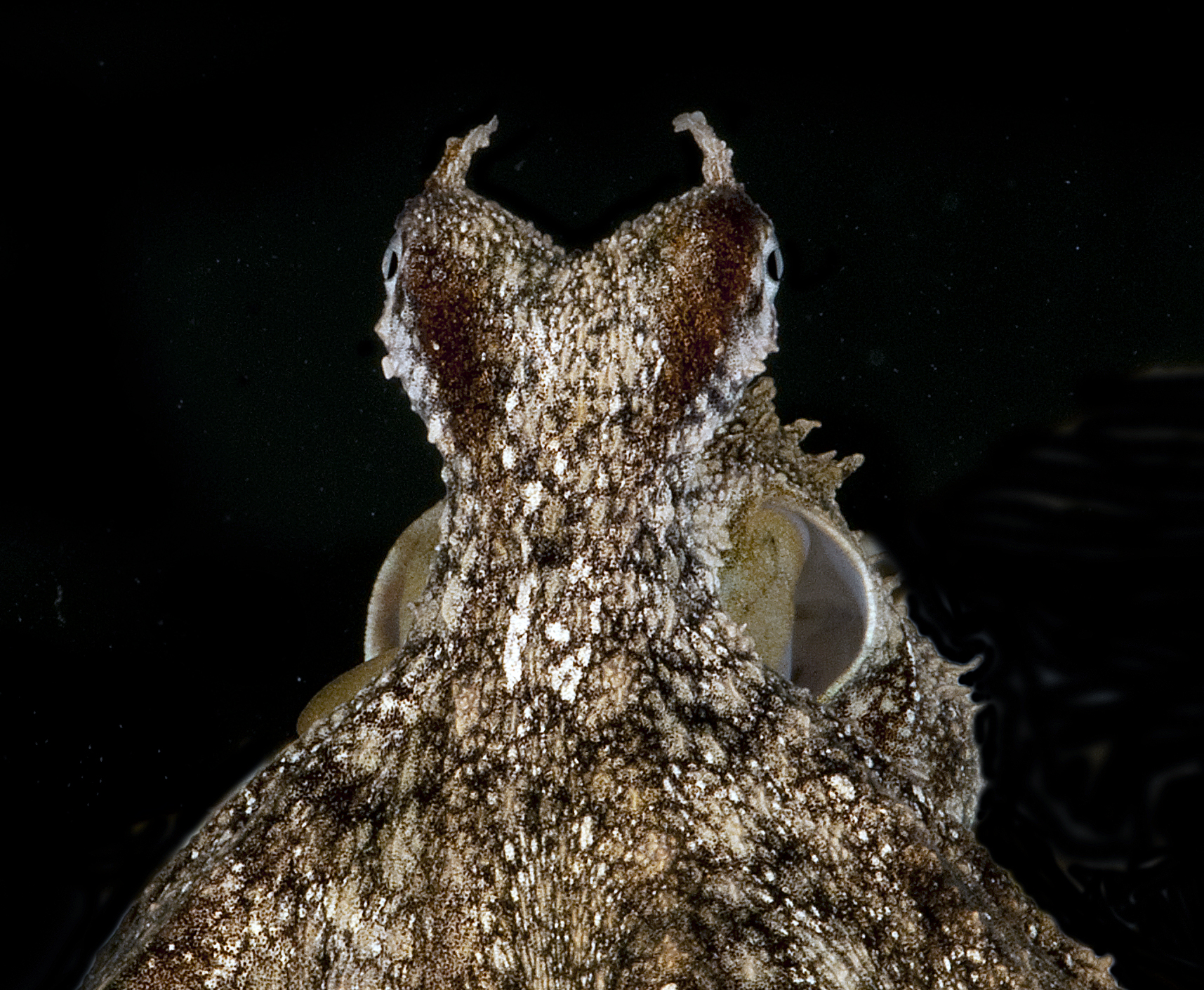 Male Abdopus (sp.5) aggressive display