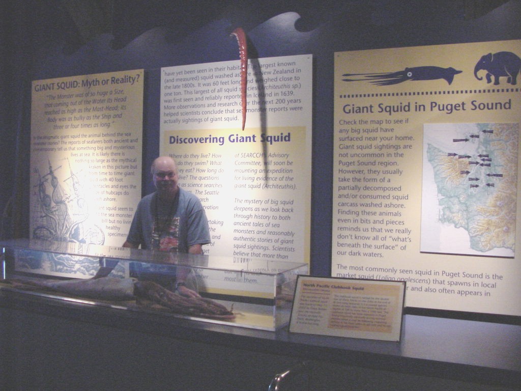 Moroteuthis robusta display (Seattle Aquarium)
