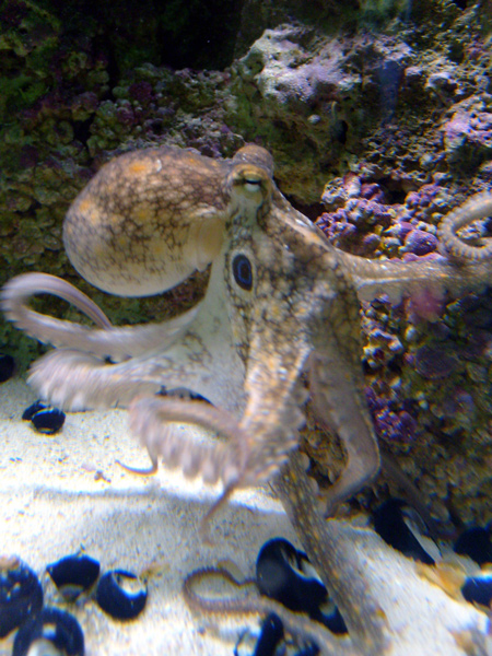 Mr. Octopus on the move