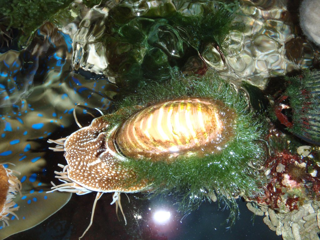 Nautilus with green "hair"
