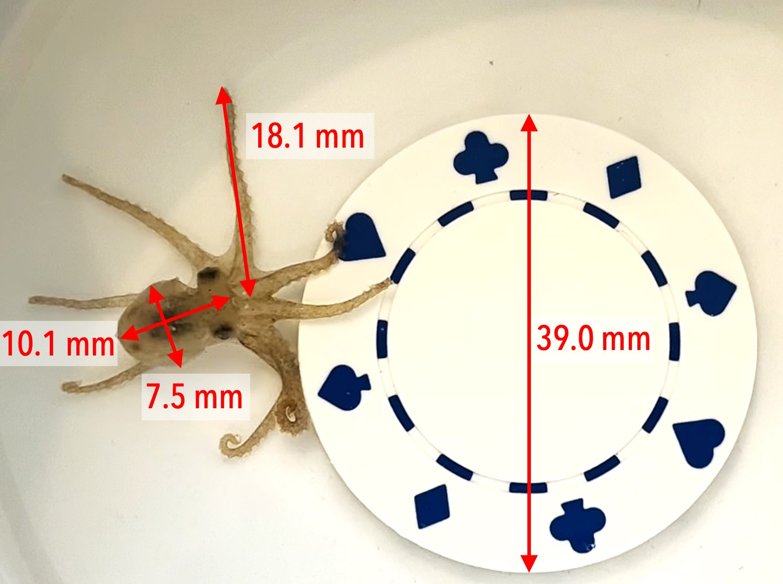 Octo measurements.jpg