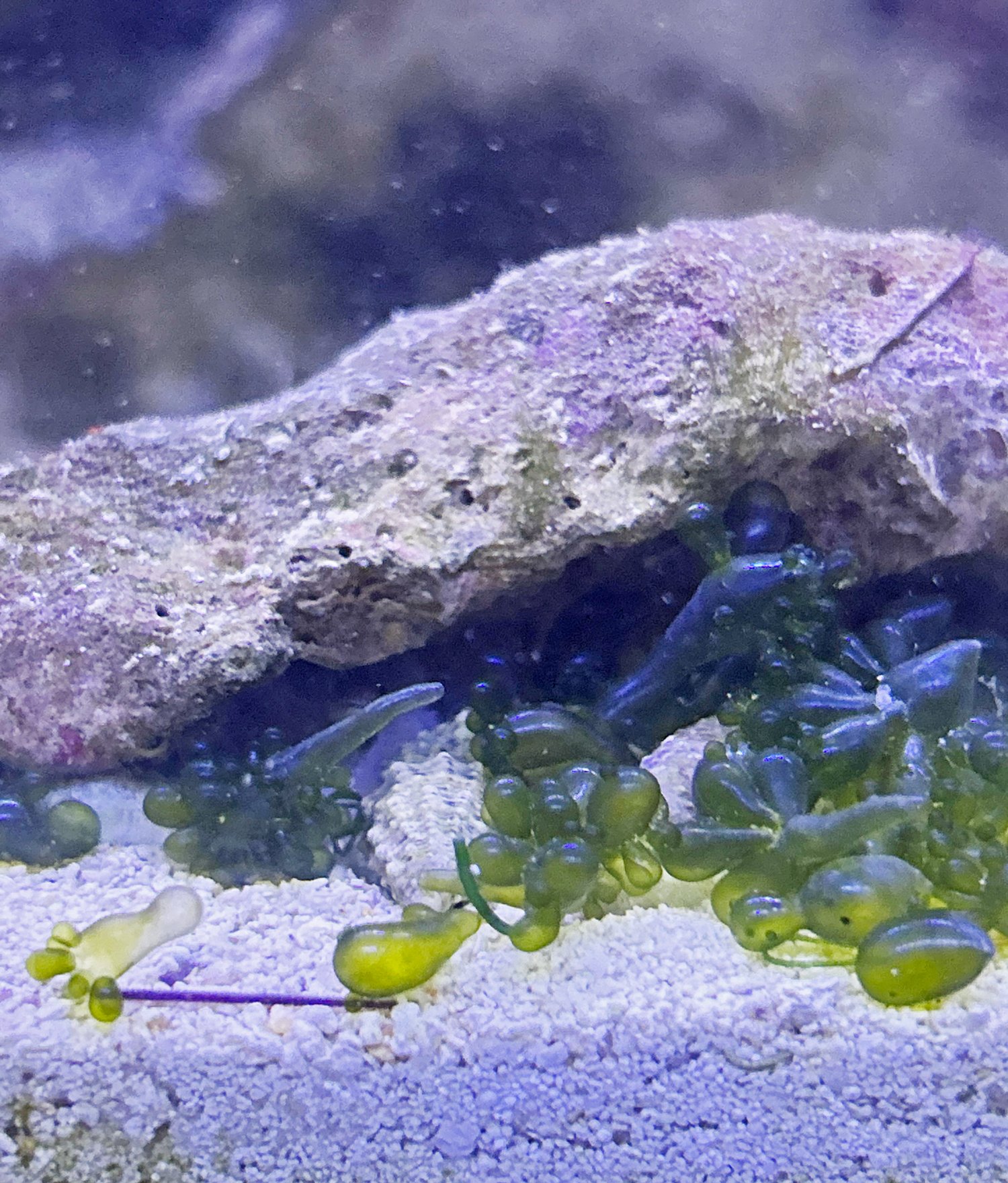 Octopus 5 Garden.jpg