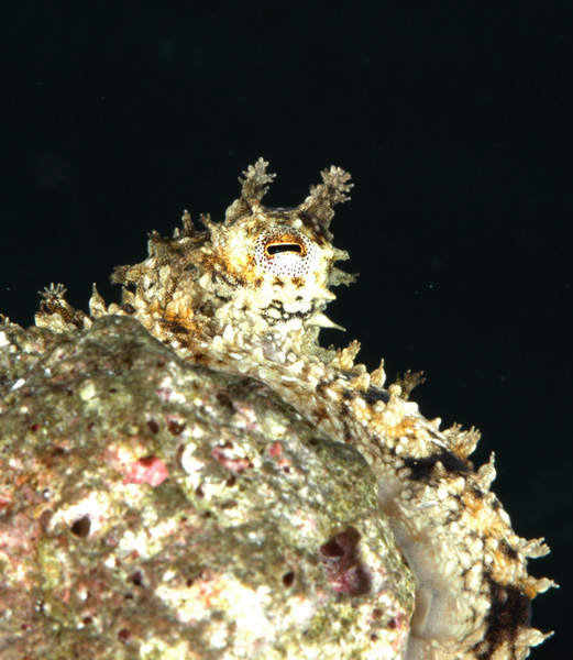 Octopus aculeatus male 2