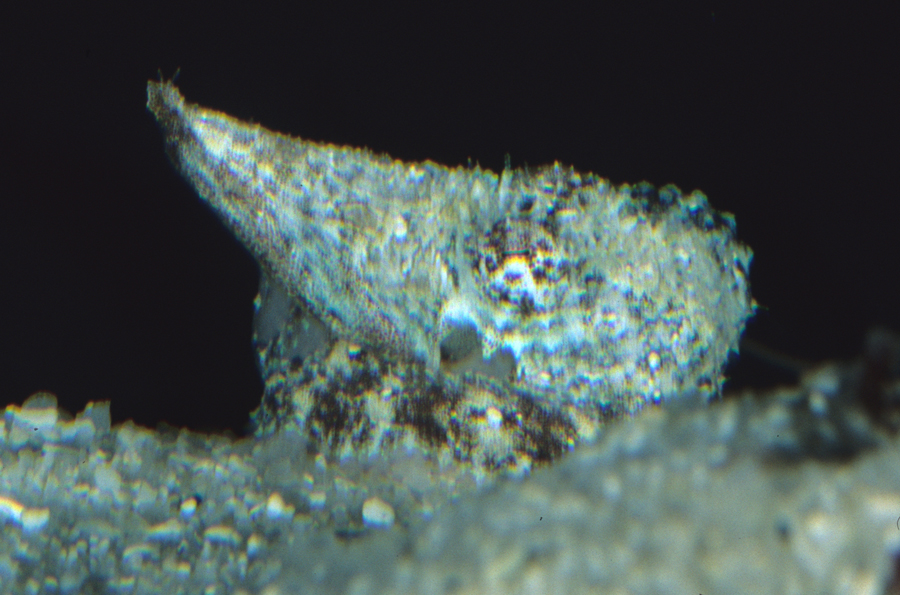 Octopus aculeatus mimicking snail
