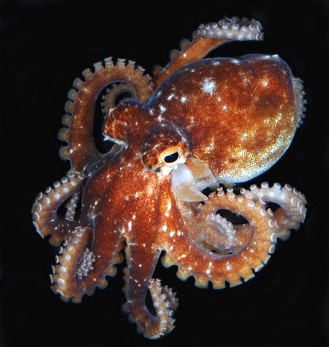 Octopus digueti