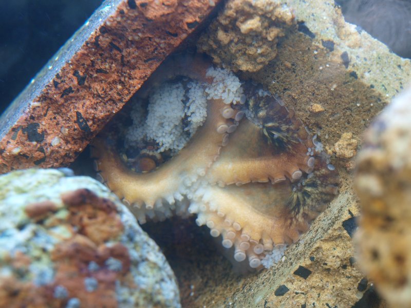 Octopus huttoni with eggs.JPG