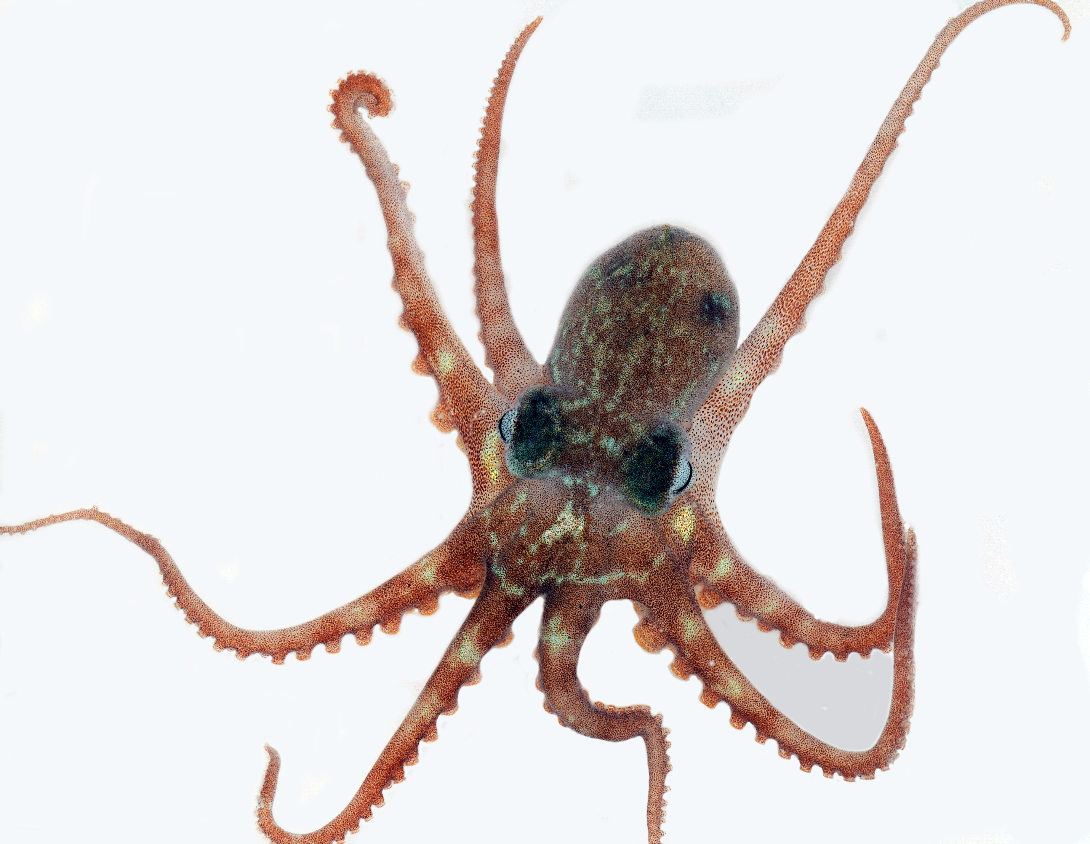 Octopus Las Perlas 1 RLC.jpg