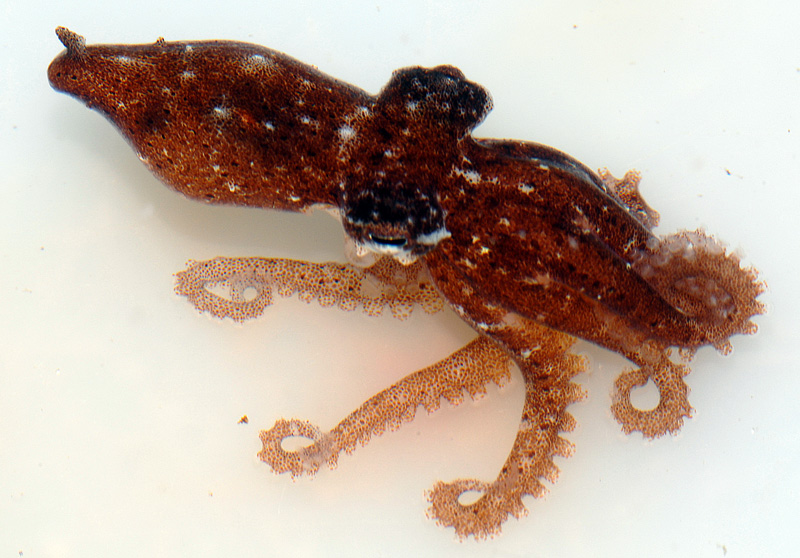 Octopus mercatoris juvenile