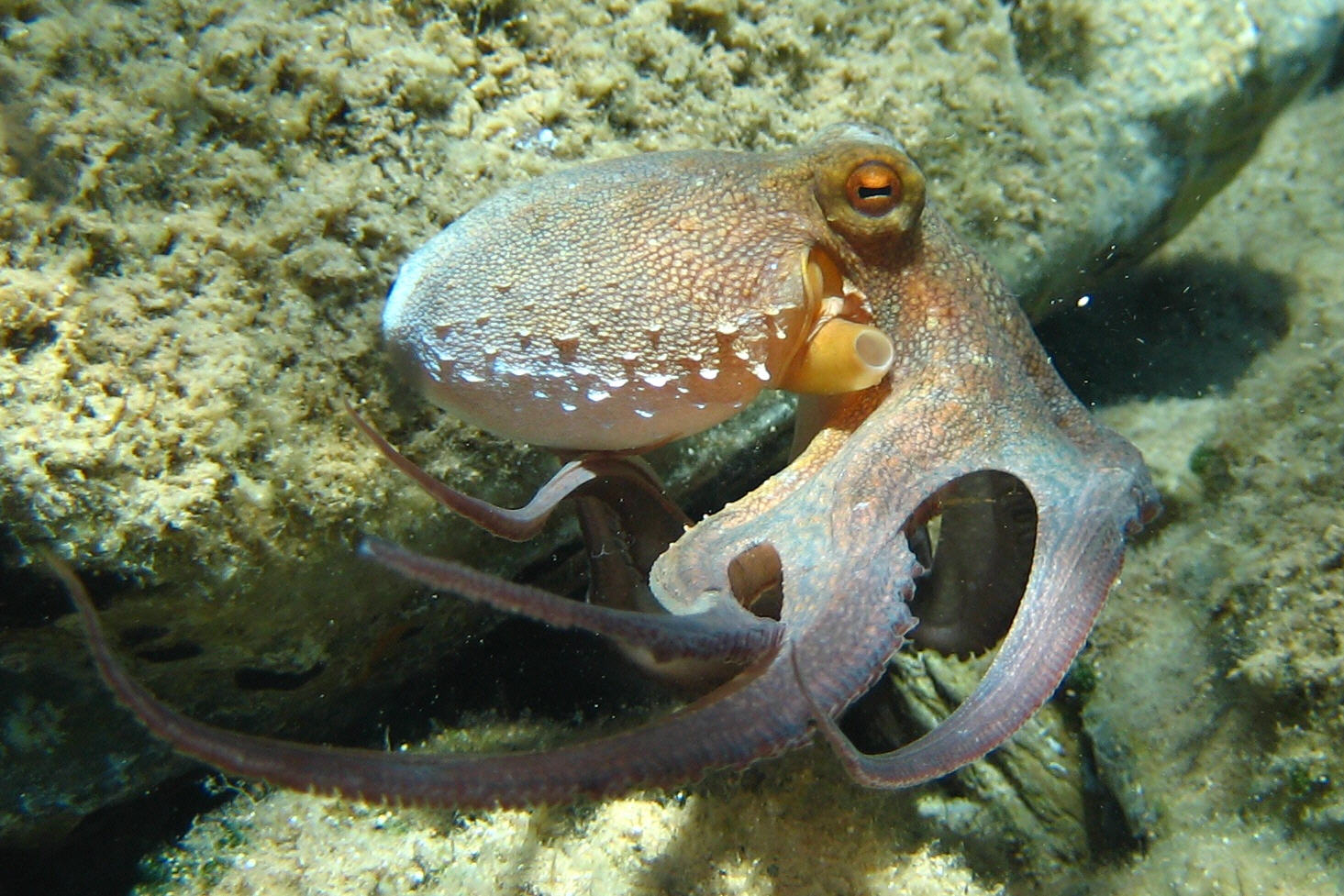 Octopus_vulgaris2