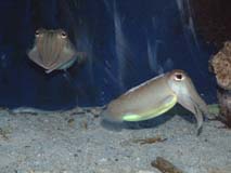 pair of cuttlefish