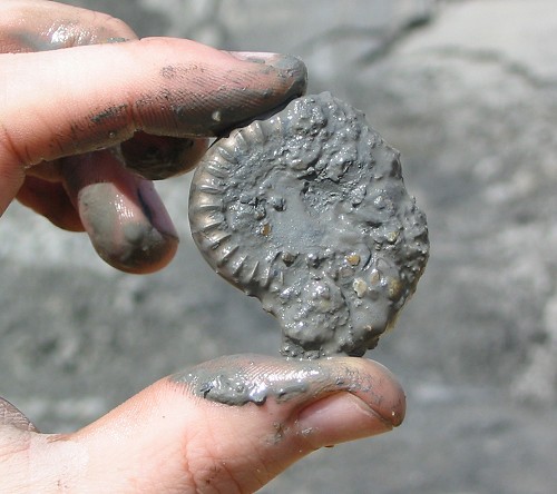 Pyrite Ammonite at Charmouth (Dorset)