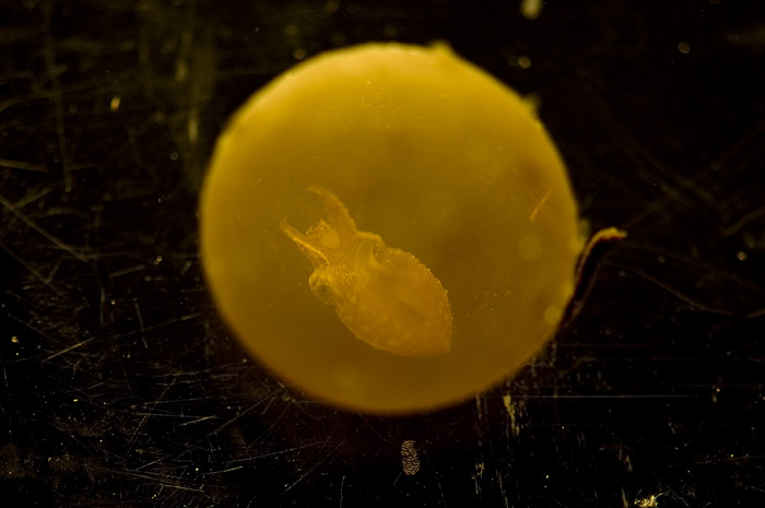 S. bandensis in the egg