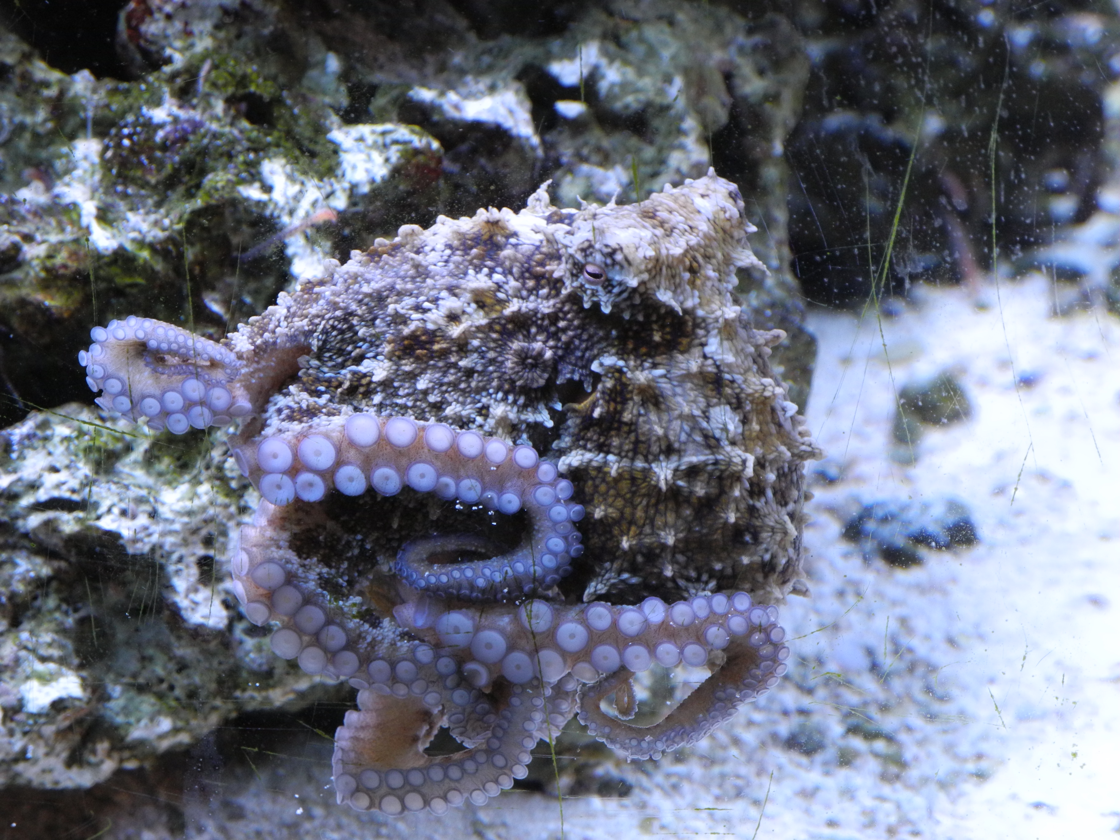 Shelby 2015/06/10 - Octopus Hummelincki