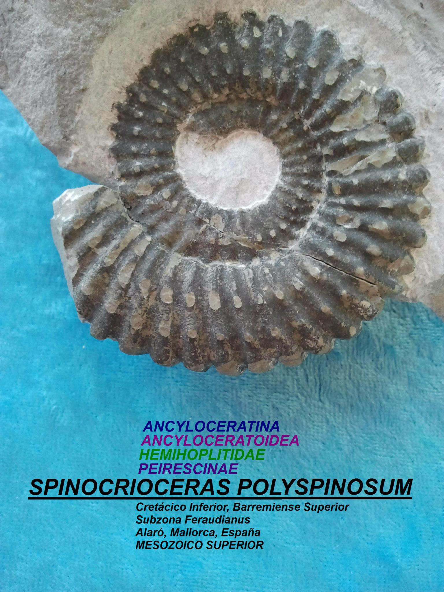 SPINOCRIOCERAS POLYSPINOSUM