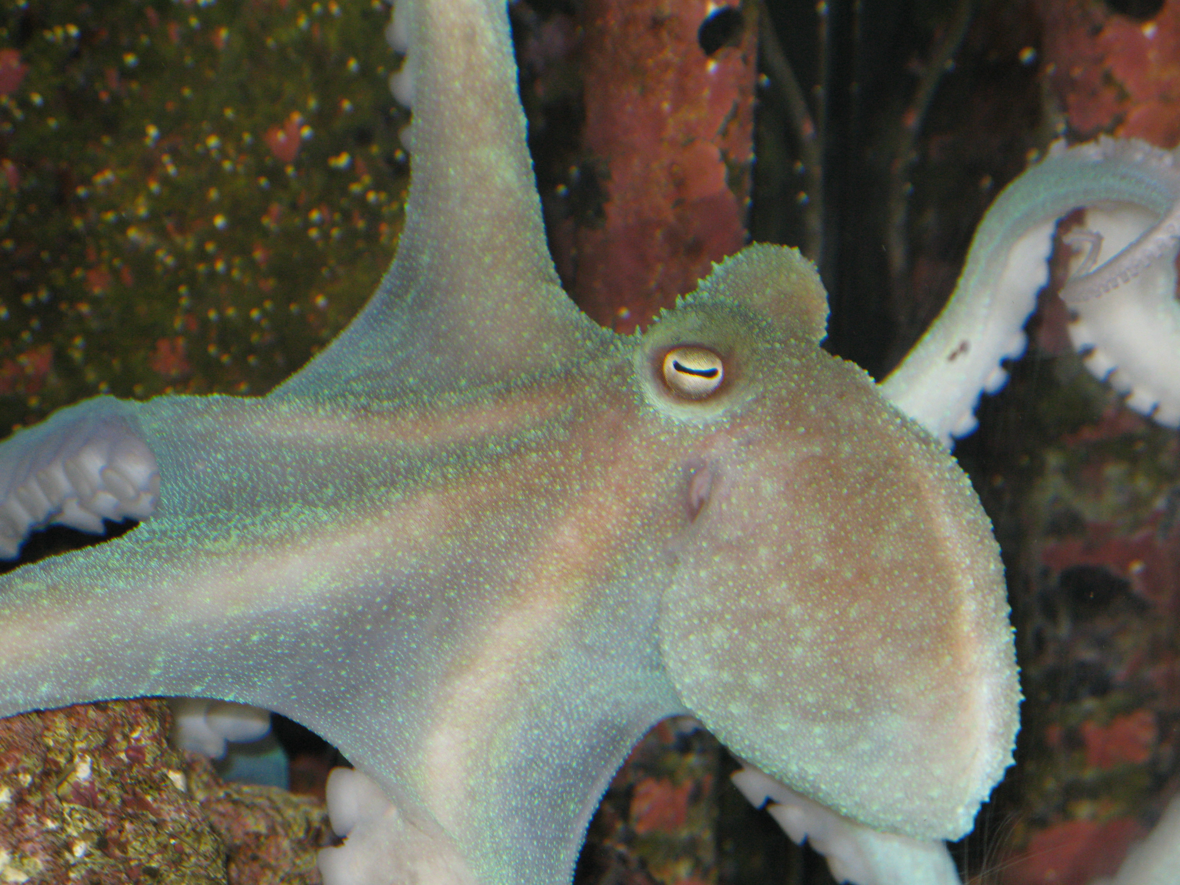 SueNami 2009/03/17 - 2009/09/24 Octopus Briareus