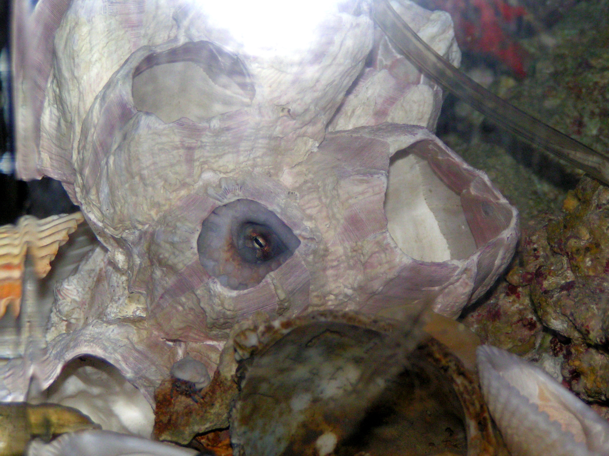 Trapper 2006/12/19 - 2007/06/06  Octopus Mercatoris