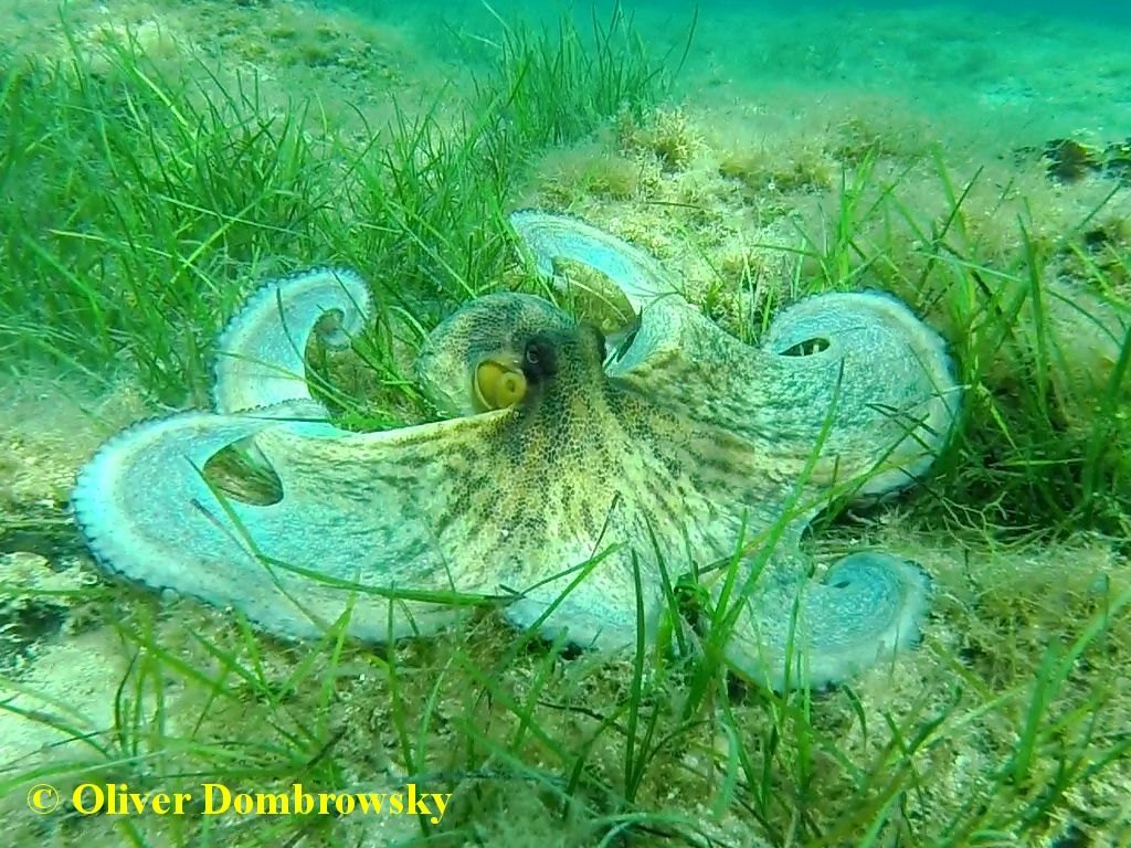 Octopus%20vulgaris.jpg