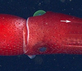 h.250a.heteropsiseyes
