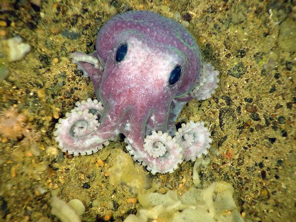 newfoundland-deep-sea-species-octopus_23992_600x450.jpg