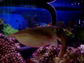 cuttlefish video