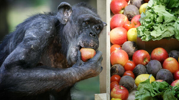 Mama celebrates her 50th birthday on May 3, 2007, with fruit and vegetables at the Burgers Zoo in Arnhem, Holland.