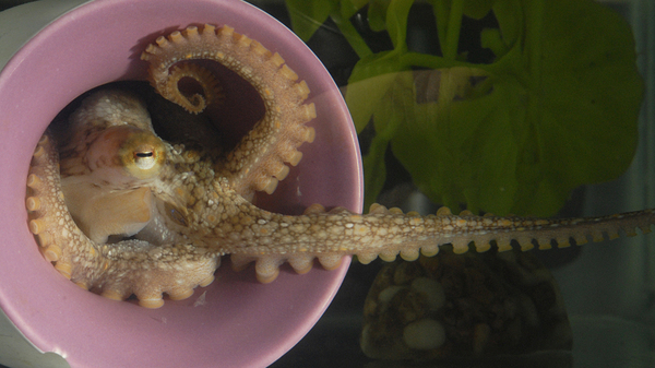 A California two-spot octopus extends a sucker-lined arm from its den. In 2015, this was the first octopus species to have its full genetic sequence published.