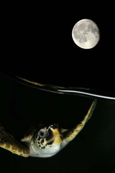 a-turtle-enjoys-a-nighttime-swim-in-the-adriatic-sea-near-italys-coast-in-this-image-by-marco-caraceni.jpg