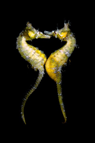 photographer-jinggong-zhang-snapped-this-photo-of-seahorses-mating-in-japan.jpg