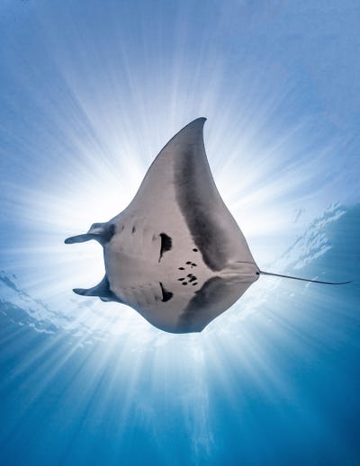 australian-photographer-nick-polanszky-captured-this-manta-ray-as-it-swam-through-the-sea-of-corts-near-mexico.jpg