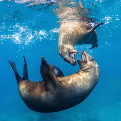 polanszky-also-caught-two-sea-lions-wrestling-beneath-the-waves-in-the-sea-of-corts.jpg