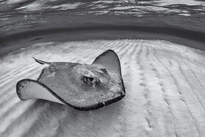 photographer-henley-spiers-took-home-the-top-two-prizes-in-the-the-natural-light-category-this-image-of-a-southern-stingray-swimming-in-the-cayman-islands-won-gold.jpg