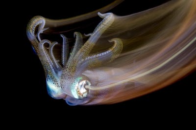 this-bigfin-reef-squid-was-also-caught-on-camera-in-the-philippines-by-photographer-lilian-koh.jpg