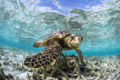 this-shot-of-a-hawksbill-turtle-in-a-shallow-lagoon-off-the-maldives-earned-spiers-the-silver-medal.jpg
