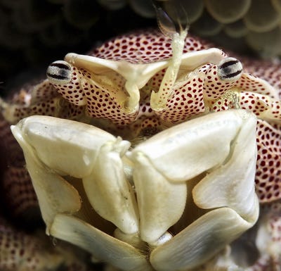 this-intimate-portrait-of-a-porcelain-crab-in-the-banda-sea-off-of-indonesia-came-from-photographer-iyad-suleyman.jpg