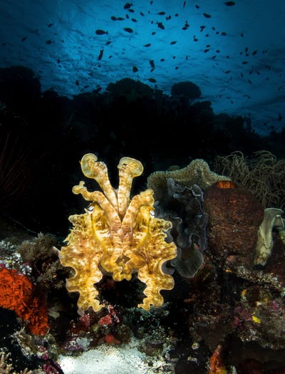 a-wakatobi-cuttlefish-stands-out-amid-the-other-sea-life-in-indonesias-banda-sea-in-this-image-by-steven-miller.jpg