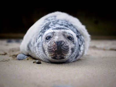 lastly-stefan-follows-close-encounter-with-a-grey-seal-pup-on-a-beach-near-norfolk-in-the-uk-yielded-this-adorable-portrait.jpg
